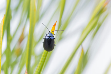 Agelastica alni, the alder leaf beetle eating green leaf, is a species of leaf beetle in the genus Agelastica. Female alder leaf beetle Agelastica alni. 