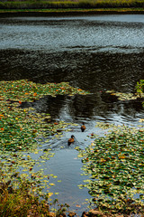 autumn leaves on the lake