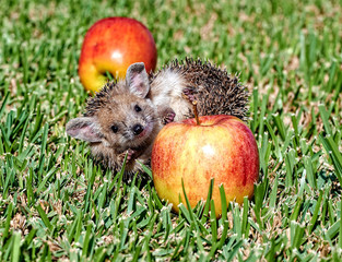 Little hedgehog on the green grass saw red apples © Vladimir