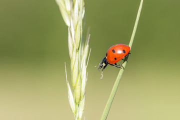 Coccinella septempunctata, the seven-spot ladybird is the most common ladybird in Europe. A ladybird (Coccinella septempunctata) in the natural environment, close-up.