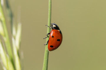 Coccinella septempunctata, the seven-spot ladybird is the most common ladybird in Europe. A ladybird (Coccinella septempunctata) in the natural environment, close-up.