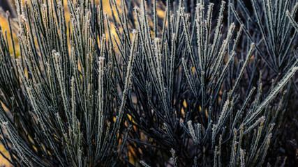 abstract background of frozen plant