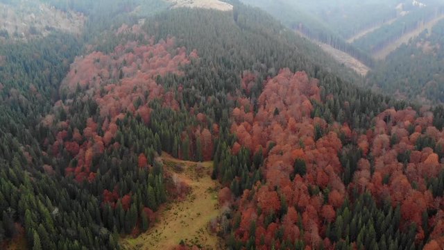 Beautiful view from a drone to autumn forest with green spruces and trees with colorful red foliage in the Carpathian mountains. 