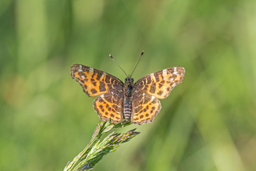 Map butterfly (Araschnia levana) spring generation insect on grass on bright background