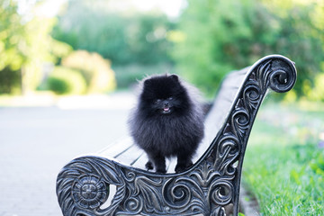 Black Pomeranian spitz on sunset. Happy dog standing and looking at camera