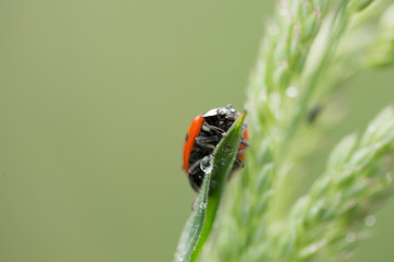 Coccinella septempunctata, the seven-spot ladybird is the most common ladybird in Europe. A ladybird (Coccinella septempunctata) in the natural environment, close-up.