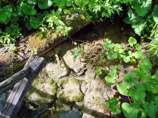 Panorama of the forest vegetation of a mountain forest at the foot of trees on a hillside that densely covers the bottom of trees.