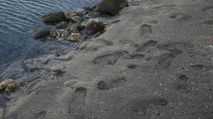 footprints of people walking on the beach
