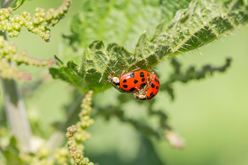 Multicolored Asian Ladybird / Ladybug (Harmonia axyridis) copulation on a leaf. macro of adult Harmonia axyridis, harlequin, multicolored Asian, Asian ladybeetle on leaf