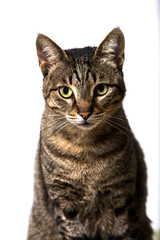 Fototapeta premium cat isolated on white background