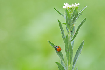 Coccinella septempunctata, the seven-spot ladybird is the most common ladybird in Europe. A ladybird (Coccinella septempunctata) in the natural environment, close-up.