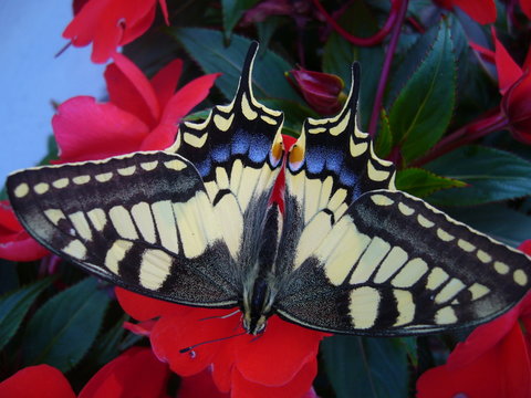 schwalbenschwanz, papilio machaon, lepidoperta