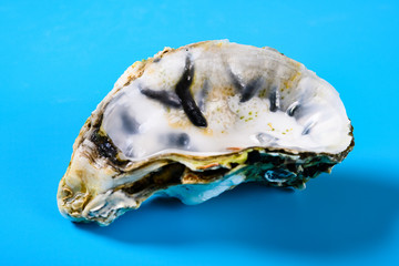 angle view oyster shell on blue background close up