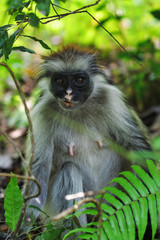 Zanzibar red colobus in Jozani forest. Tanzania, Africa