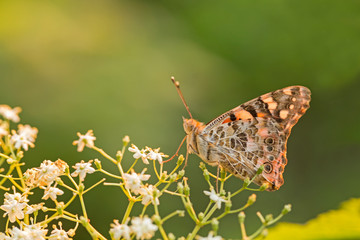 Butterfly (painted lady or vanessa cardui) perched on flowers. Butterfly (Vanessa cardui) on flower. 