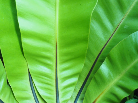 The leaves of Bird Nest Fern are reflected by the sunlight.