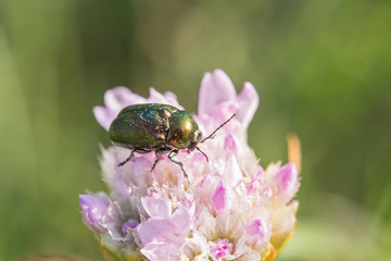 Beetle Cryptocephalus sericeus in natural habitat. Green beetle cryptocephalus sericeus in nature. Cryptocephalus sericeus is a species of cylindrical leaf beetles of the family Chrysomelidae.