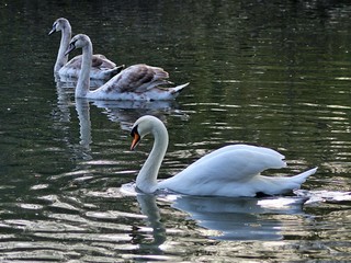 swans on the lake