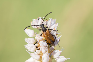 Paracorymbia maculicornis is a species of longhorn beetle in the family Cerambycidae. Stictoleptura maculicornis feeding. 