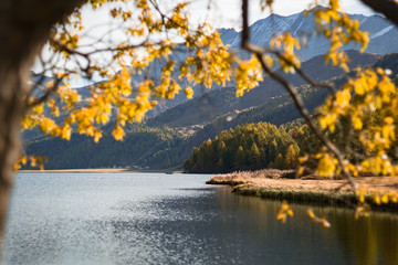 The Sils lake, the forest, the nature and the alps near the village of Maloja, Engadin, Switzerland - October 2019.