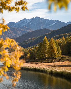 The Sils lake, the forest, the nature and the alps near the village of Maloja, Engadin, Switzerland - October 2019.