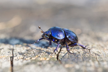 Anoplotrupes stercorosus bug in summer forest, selective focus. Beautiful beetle Anoplotrupes stercorosus. Anoplotrupes stercorosus, known as dor beetle, a species of earth-boring dung beetles. 