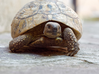 Large land turtle on the bridge patio