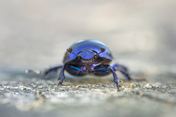 Anoplotrupes stercorosus bug in summer forest, selective focus. Beautiful beetle Anoplotrupes stercorosus. Anoplotrupes stercorosus, known as dor beetle, a species of earth-boring dung beetles. 