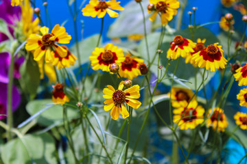 Beautiful Cone Flower, Flowers