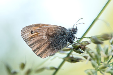 Obraz premium Small heath (Coenonympha pamphilus) is a butterfly species belonging to the family Nymphalidae. Closeup of small heath butterfly (Coenonympha pamphilus) sitting on plant.