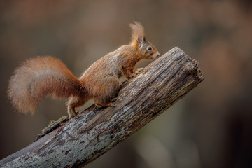 Climbing red squirrle