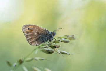 Small heath (Coenonympha pamphilus) is a butterfly species belonging to the family Nymphalidae. Closeup of small heath butterfly (Coenonympha pamphilus) sitting on plant.