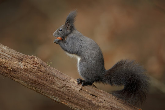 German red squirrel