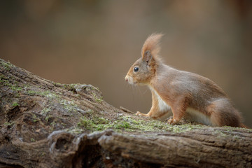 Naklejka na ściany i meble Very cute red squirrel