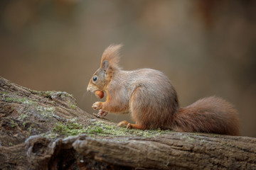 Red squirrel with a hazel nut