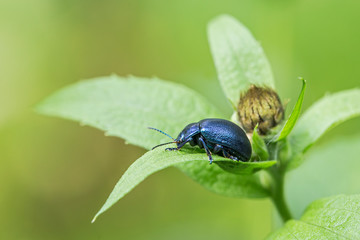 Dead-Nettle Leaf Beetle (Chrysolina fastuosa), in the natural environment, close up.