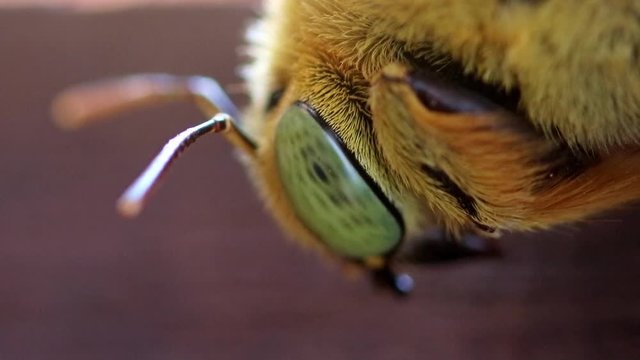 Tropical carpenter bee (Xylocopa latipes), macro view