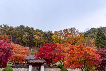 A beautiful maple scenery in south korea.