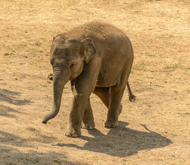 young elephant walking alone with shadow