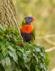 rainbow lorikeet parrot on a tree stem