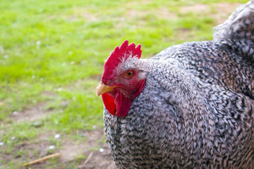 Portrait of funny speckled rooster with red cockscomb looking at the camera