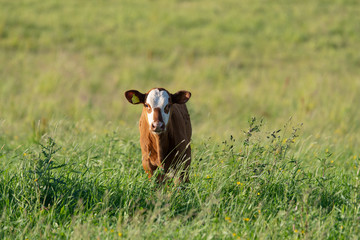 Sweet young calf outdoors in tall grass , standing in a lush green pasture in sunlight © Magnus
