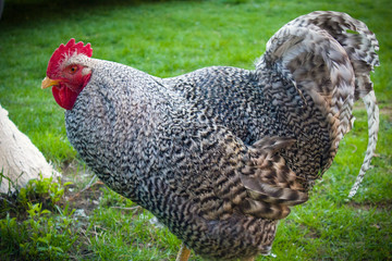 Profile portrait of funny speckled rooster with red cockscomb against green grass