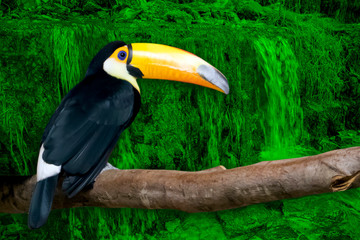 Naklejka premium Bright toucan with a large yellow beak sitting on a branch isolated on green toned landscape