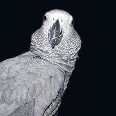 Obraz premium Portrait of beautiful african grey parrot Psittacus Erithacus isolated on dark background