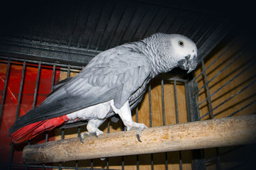 Obraz premium Beautiful african grey parrot Psittacus Erithacus with bright red tail in a big metal cage