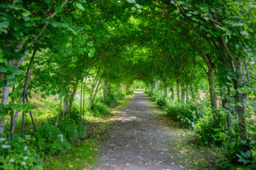 Fototapeta na wymiar Beautiful walking path through a tunnel of vaulted trees