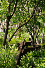 Manhattan High Line Park Attraktion Erholung Freizeit Sport Spazieren gehen Schienen Hochbahn Bäume Natur Pflanzen Trasse Hochbahn Attraktion Sehenswürdigkeit beliebt