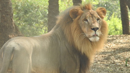 Jungle king lion closeup look, in detailed view of face eyes in landscape. Amazing looks of Lion...
