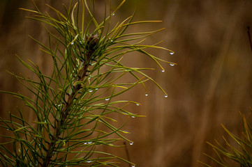branch of a tree with raindrips on it
